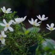 ヒメ日記 2025/05/23 19:05 投稿 きょうこ 待ちナビ