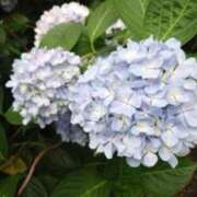 ヒメ日記 2025/06/05 16:47 投稿 きょうこ 待ちナビ