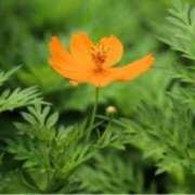 ヒメ日記 2025/06/11 13:05 投稿 きょうこ 待ちナビ