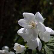 ヒメ日記 2025/07/11 12:45 投稿 きょうこ 待ちナビ