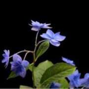 ヒメ日記 2025/07/15 14:43 投稿 きょうこ 待ちナビ