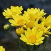 ヒメ日記 2025/07/30 18:56 投稿 きょうこ 待ちナビ