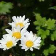 ヒメ日記 2025/08/08 21:35 投稿 きょうこ 待ちナビ