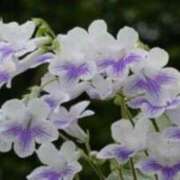 ヒメ日記 2025/08/21 13:15 投稿 きょうこ 待ちナビ