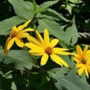 ヒメ日記 2025/09/16 16:45 投稿 きょうこ 待ちナビ