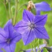 ヒメ日記 2025/10/16 18:21 投稿 きょうこ 待ちナビ