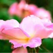 ヒメ日記 2025/10/24 17:06 投稿 きょうこ 待ちナビ