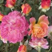 ヒメ日記 2025/11/12 16:44 投稿 きょうこ 待ちナビ