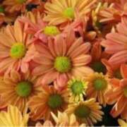 ヒメ日記 2025/11/19 17:39 投稿 きょうこ 待ちナビ