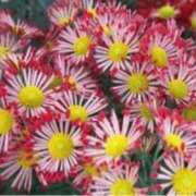 ヒメ日記 2025/11/21 16:45 投稿 きょうこ 待ちナビ