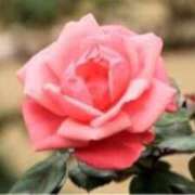 ヒメ日記 2025/11/25 14:35 投稿 きょうこ 待ちナビ