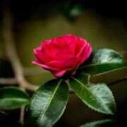 ヒメ日記 2025/12/10 13:25 投稿 きょうこ 待ちナビ