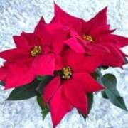 ヒメ日記 2025/12/19 15:39 投稿 きょうこ 待ちナビ