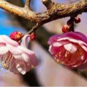 ヒメ日記 2026/01/16 12:36 投稿 きょうこ 待ちナビ