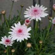 ヒメ日記 2026/01/21 13:45 投稿 きょうこ 待ちナビ