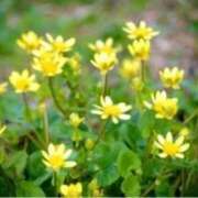 ヒメ日記 2026/02/04 16:15 投稿 きょうこ 待ちナビ