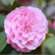 ヒメ日記 2026/02/11 16:07 投稿 きょうこ 待ちナビ