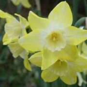 ヒメ日記 2026/02/19 17:15 投稿 きょうこ 待ちナビ