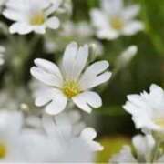 ヒメ日記 2026/04/16 15:15 投稿 きょうこ 待ちナビ