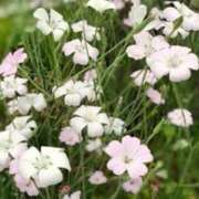 ヒメ日記 2026/05/12 17:45 投稿 きょうこ 待ちナビ