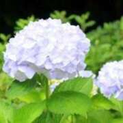 ヒメ日記 2026/06/02 12:37 投稿 きょうこ 待ちナビ