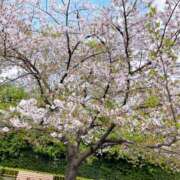 ヒメ日記 2025/04/12 12:23 投稿 まお 尻舐め女