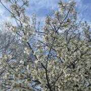 ヒメ日記 2026/03/15 14:26 投稿 ゆな CLASSY.名古屋・新栄店