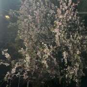 ヒメ日記 2025/03/08 09:46 投稿 大桃かれん ローテンブルク