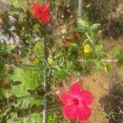 ヒメ日記 2025/03/21 13:04 投稿 大桃かれん ローテンブルク