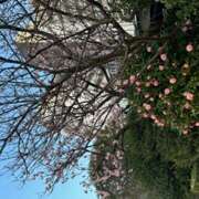 ヒメ日記 2025/03/21 21:35 投稿 大桃かれん ローテンブルク