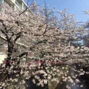 ヒメ日記 2025/04/04 09:17 投稿 大桃かれん ローテンブルク