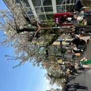 ヒメ日記 2025/04/05 17:23 投稿 大桃かれん ローテンブルク