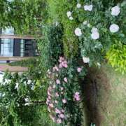 ヒメ日記 2025/04/15 23:54 投稿 大桃かれん ローテンブルク