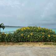 ヒメ日記 2025/04/30 04:52 投稿 大桃かれん ローテンブルク