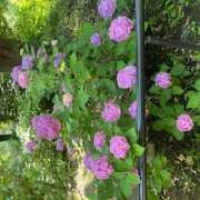 ヒメ日記 2025/05/28 06:07 投稿 大桃かれん ローテンブルク