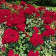 ヒメ日記 2025/06/21 04:58 投稿 はる 白いぽっちゃりさん仙台店