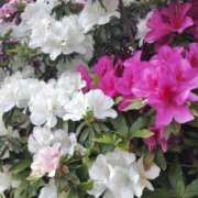 ヒメ日記 2025/05/31 09:38 投稿 あまみ 熟女家 堺東店