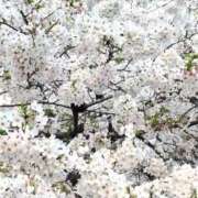 ヒメ日記 2026/04/08 10:27 投稿 あまみ 熟女家 堺東店