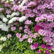 ヒメ日記 2026/04/25 11:47 投稿 あまみ 熟女家 堺東店