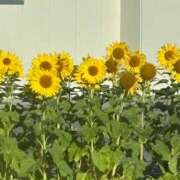 ヒメ日記 2025/03/24 13:03 投稿 ゆい★惹きつける魅力 五十路有閑マダム～沖縄店～