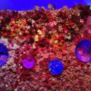 ヒメ日記 2026/01/04 13:18 投稿 ゆい★惹きつける魅力 五十路有閑マダム～沖縄店～