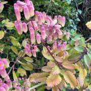 ヒメ日記 2026/03/07 19:27 投稿 ゆい★惹きつける魅力 五十路有閑マダム～沖縄店～