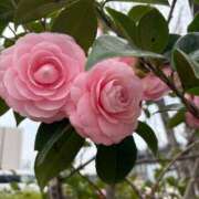 ヒメ日記 2025/03/13 13:39 投稿 松浦 奈緒美 30代40代50代と遊ぶなら博多人妻専科24時