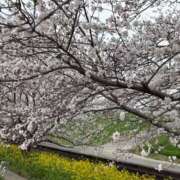 ヒメ日記 2025/03/30 13:27 投稿 松浦 奈緒美 30代40代50代と遊ぶなら博多人妻専科24時