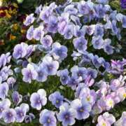 ヒメ日記 2025/03/30 23:07 投稿 松浦 奈緒美 30代40代50代と遊ぶなら博多人妻専科24時