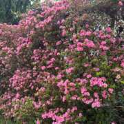 ヒメ日記 2025/04/12 18:11 投稿 松浦 奈緒美 30代40代50代と遊ぶなら博多人妻専科24時