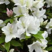 ヒメ日記 2025/04/20 21:01 投稿 松浦 奈緒美 30代40代50代と遊ぶなら博多人妻専科24時