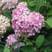 ヒメ日記 2025/06/10 08:32 投稿 松浦 奈緒美 30代40代50代と遊ぶなら博多人妻専科24時