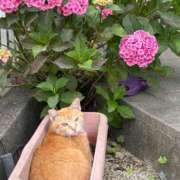 ヒメ日記 2025/07/01 18:45 投稿 松浦 奈緒美 30代40代50代と遊ぶなら博多人妻専科24時