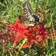 ヒメ日記 2025/10/08 07:05 投稿 松浦 奈緒美 30代40代50代と遊ぶなら博多人妻専科24時